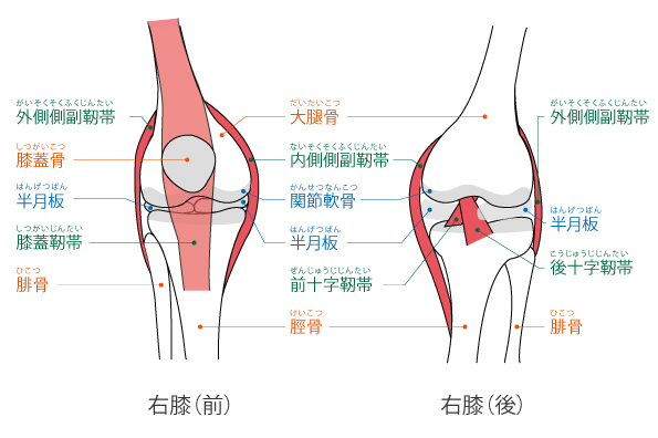 膝の画像1